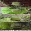pol icarus larva2 volg12